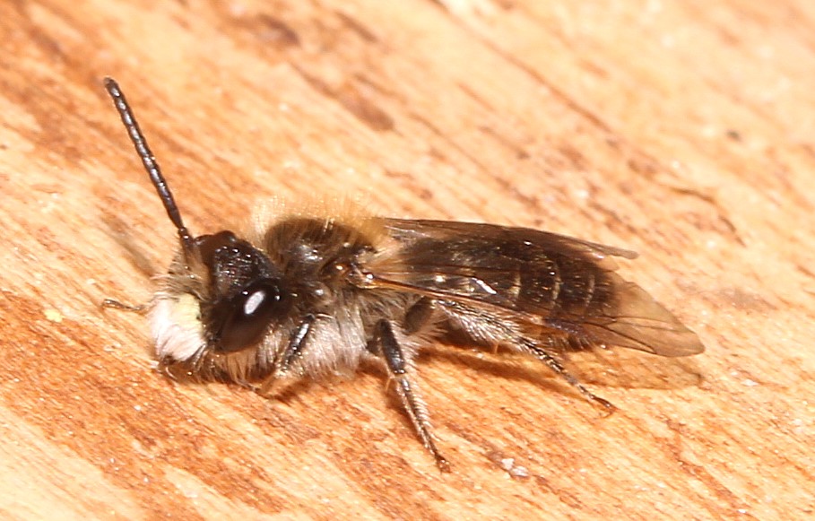 Andrena ventralis-m